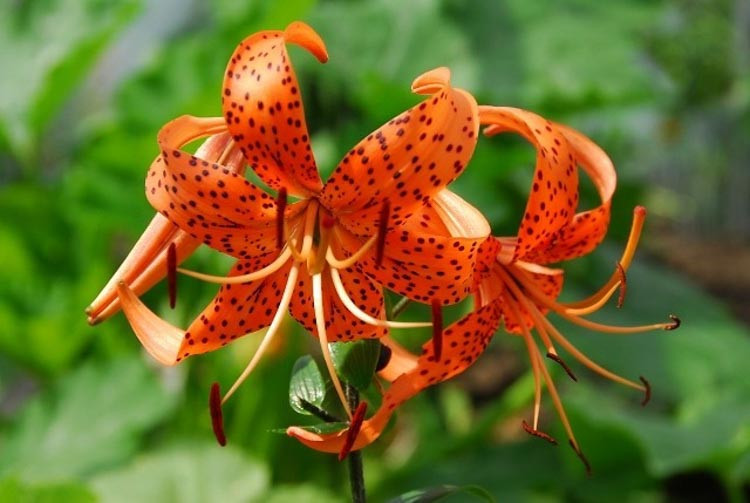 Lilium Lancifolium, Lilium Tigrinum,  Lilium Tigrinum Var splendens, Lilium Tigrinium Flore Pleno, Species Group, Summer flowering Bulb, mid summer flowering lilies