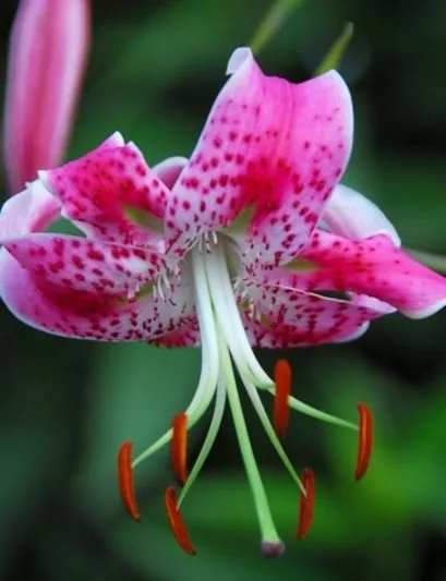 Lilium Speciosum, Lilium Speciosum Rubrum, Japanese Lilies, Showy Lilies, Red Japanese Lilies, Pink Lilies, Fragrant lilies, Lily flower, Lily Flower