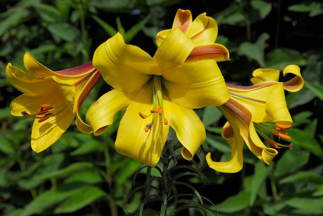 Lilium Golden Splendour', Lily 'Golden Splendour', Trumpet Lily 'Golden Splendour', Lilium Golden Splendor', Lily 'Golden Splendor,Summer flowering Bulb, early summer flowering lilies, yellow lilies