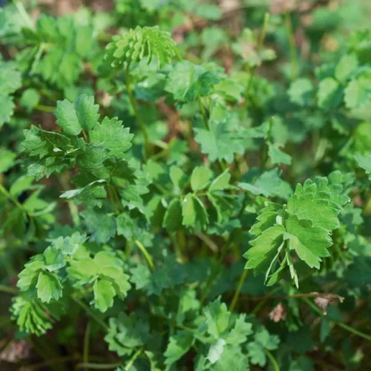 Sanguisorba minor, Salad Burnet, Garden Burnet, Pimpernelle,  Toper's Plant, Poterium dictyocarpum, Poterium sanguisorba, Poterium sanguisorba minor, Sanguisorba pimpinella