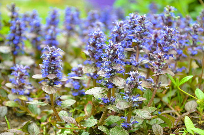 Ajuga Reptans, Bugleweed, Carpetweed, Common Bugle, Best perennial plants, best groundcover, Carpet Bugle, evergreen perennial, shade perennial