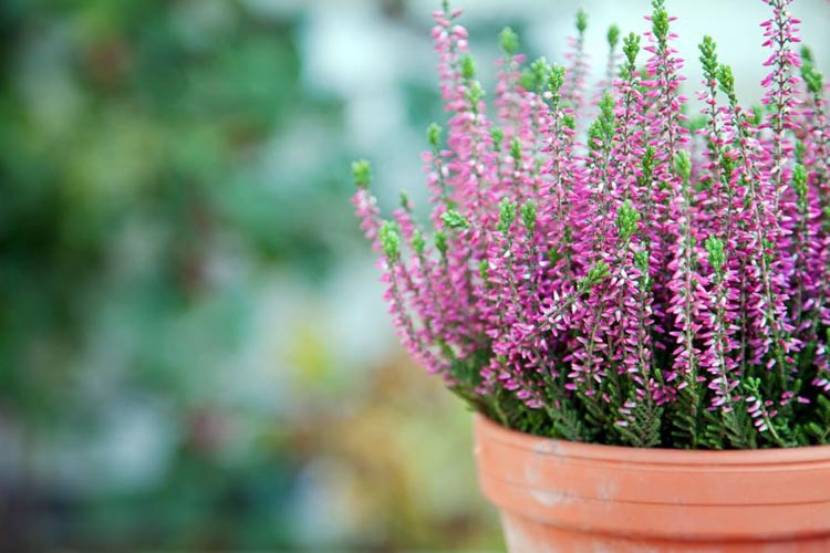 Heath growing information, Heather growing information, How to grow Heather, Heather care, Heath care, Erica carnea, erica darleyensis, calluna vulgaris, Winter heath