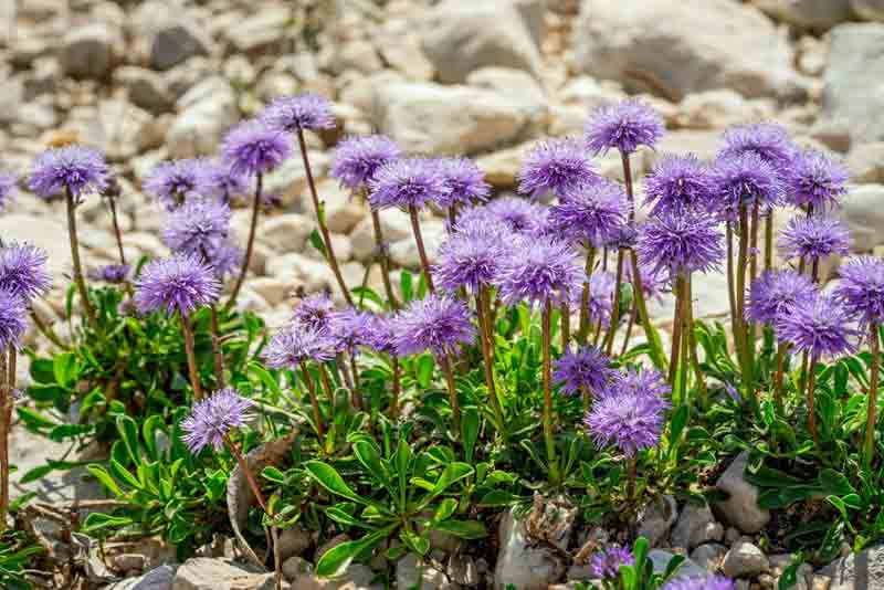 scabiosa, Pincushion Flower, Caucasian Scabious, Garden Scabious, Sweet Scabious, Mourning Bride, Mourningbride, Scabiosa atropurpurea, Scabiosa caucasica, Scabiosa columbaria