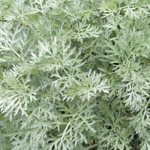 Artemisia absinthium, Wormwood, Absinth, Absinthe, Common Wormwood, Girdle of St John, Green Ginger, Holy Seed, Lad's Love, Mingwort, Old Man, Old Woman, St John's Girdle, Warmot