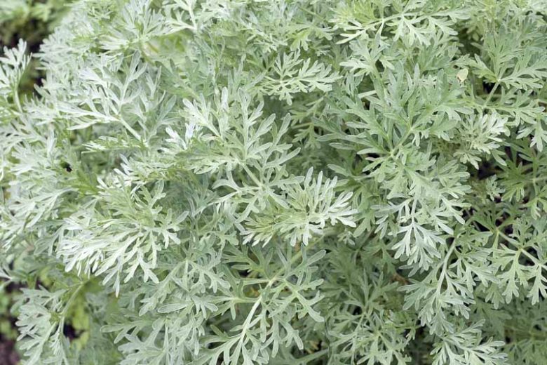 Artemisia absinthium, Wormwood, Absinth, Absinthe, Common Wormwood, Girdle of St John, Green Ginger, Holy Seed, Lad's Love, Mingwort, Old Man, Old Woman, St John's Girdle, Warmot