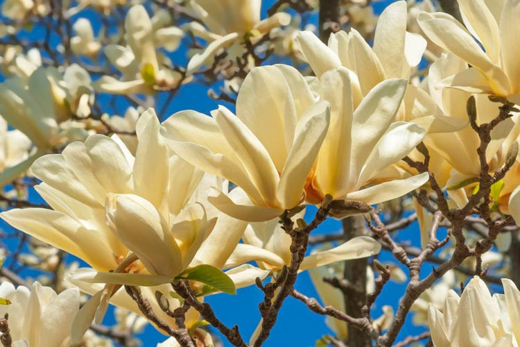 Magnolia 'Ivory Chalice', Early Blooming Magnolias, Deciduous Magnolias, White magnolia, Winter flowers, Spring flowers, White flowers, fragrant trees, fragrant flowers