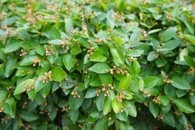 Cotoneaster lucidus, Hedge Cotoneaster, Shiny Cotoneaster, Evergreen Shrub, Hardy Shrub, Shrub with berries, Red Berries,