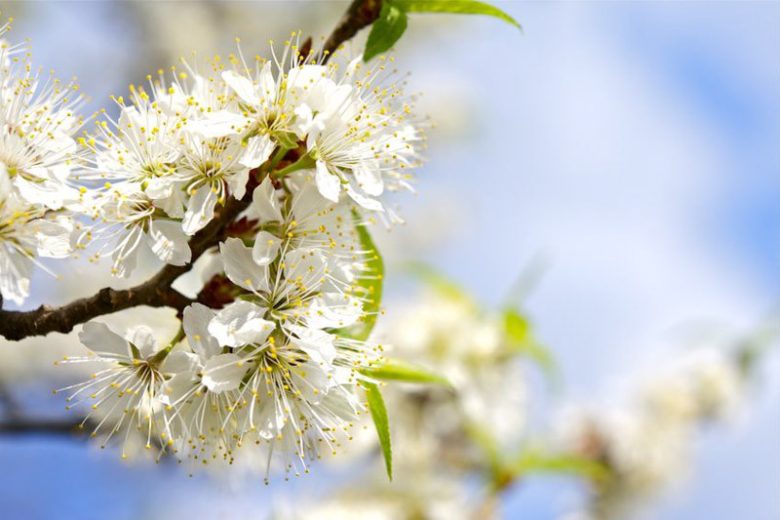 Prunus americana, American Plum, Wild Plum, American Wild Yellow Plum, American Wild Red Plum, August Plum, Canada Plum, Goose Plum, Hog Plum, American Plum, River Plum, Sloe Plum, Flowering Tree, White flowers, Red Berries