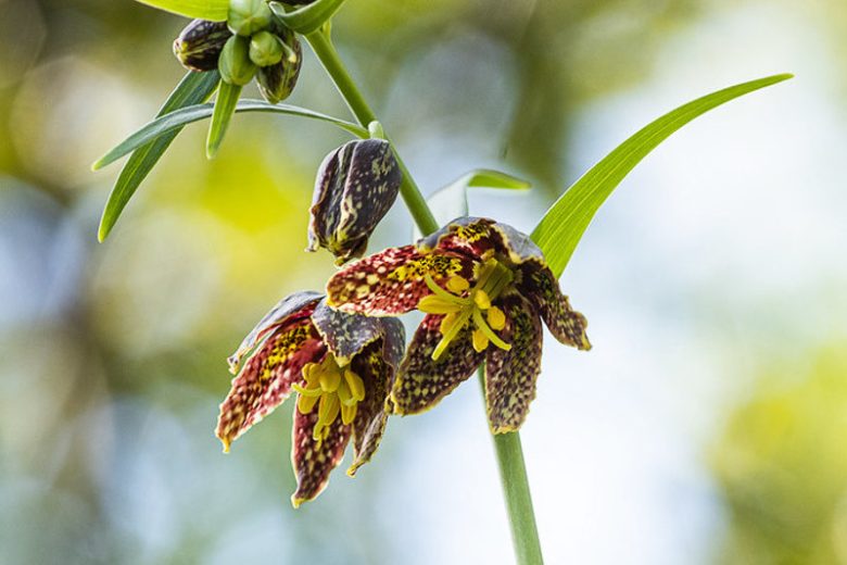 Fritillaria affinis, Checker Lily, Chocolate Lily, Mission Bells, Rice-Root Lily, California Native Plant, California Native Perennial