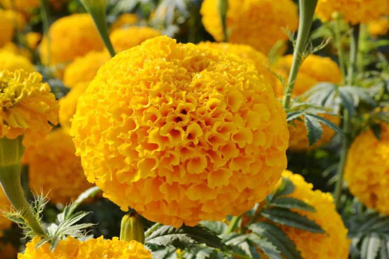 Tagetes erecta Garuda Deep Gold, African Marigold Garuda Deep Gold, Aztec Marigold Garuda Deep Gold, Big Marigold Garuda Deep Gold, Yellow Marigold, Yellow Marigolds