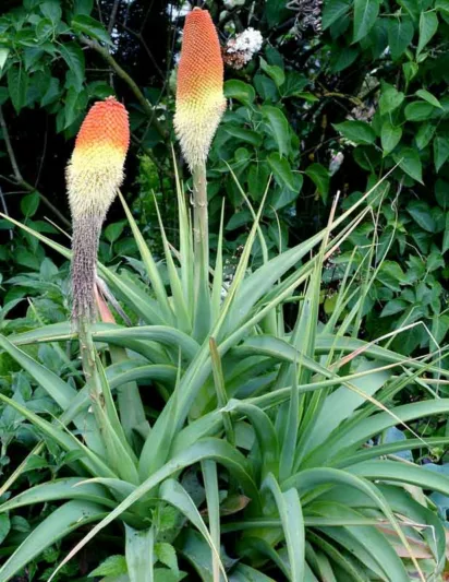 Kniphofia northiae, Tritoma Rooperi, Red Hot Poker, Poker Plant, Torch Lily, Orange Flowers, Orange Kniphofia, Orange Red Poker, Orange Tritoma
