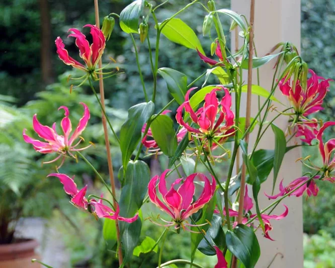 Gloriosa Rothschildiana, Climbing Lily, FLame Lily, Glory Lily, Fire Lily, Gloriosa Lily, Superb Lily, Creeping Lily, Gloriosa superba 'Rothschildiana'
