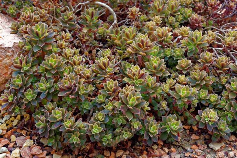 Aeonium decorum,  Green Pinwheel, Sempervivum decorum
