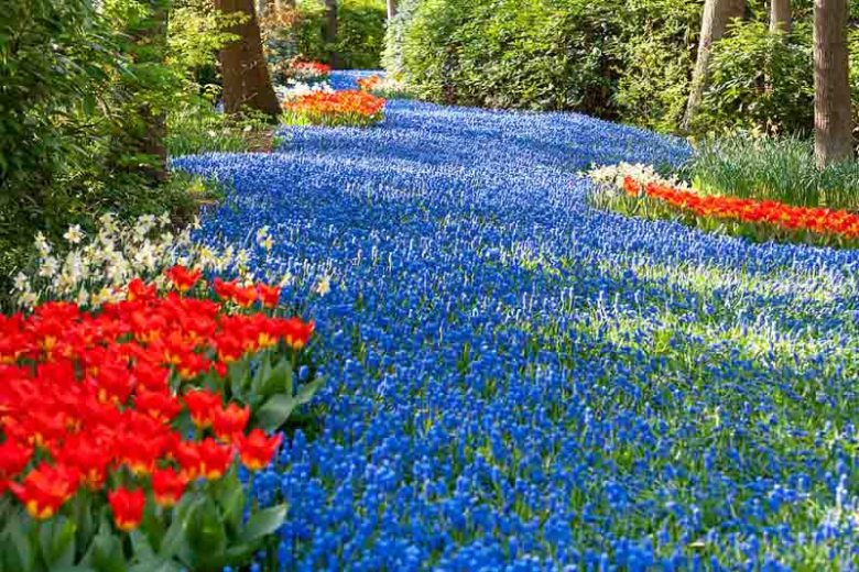 muscari armeniacum, grape hyacinth