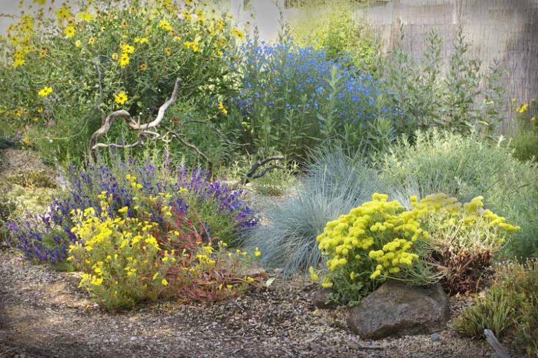 Eriogonum umbellatum,  Sulphur-Flower Buckwheat, Sulphur-Flower Wild Buckwheat, Sulphur Buckwheat, Sulphur Flower, Yellow Buckwheat