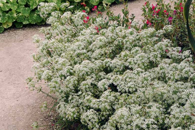 Allium tuberosum, Chinese Chives, Garlic Chives, Oriental Garlic, Chives, Chives Plant, Chives Flower, Aromatic Herb, Cooking Herb