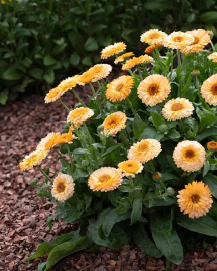 Calendula  officinalis 'Pink Surprise', Pot Marigold Pink Surprise, English Marigold Pink Surprise, Pink Calendula, Pink Pot Marigold, Pink Marigold