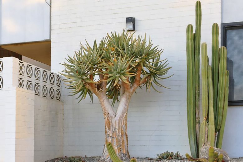 Pachycereus marginatus, Central Mexico Organ Pipe, Mexican Fence Post Cactus, Organ Cactus, Cereus marginatus, Lemaireocereus marginatus, Lophocereus marginatus, Marginatocereus marginatus, Stenocereus marginatus, Columnar Cactus, Columnar Succulent