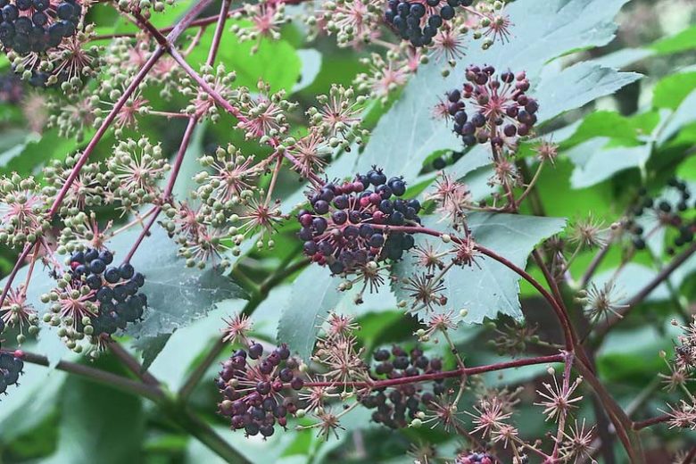 Aralia californica, California Spikenard, Elk's Clover,  Elk Clover, California Native Plants, California Native Perennials