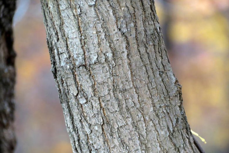 Morus rubra, American Mulberry, Red Mulberry, Moral, Morus murrayana, Morus rubra var. murrayana