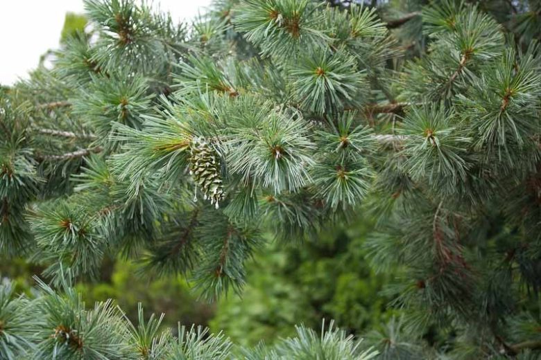 Pinus strobiformis, Southwestern White Pine, Mexican White Pine, Chihuahua White Pine, Evergreen Conifer, Evergreen Shrub, Evergreen Tree,