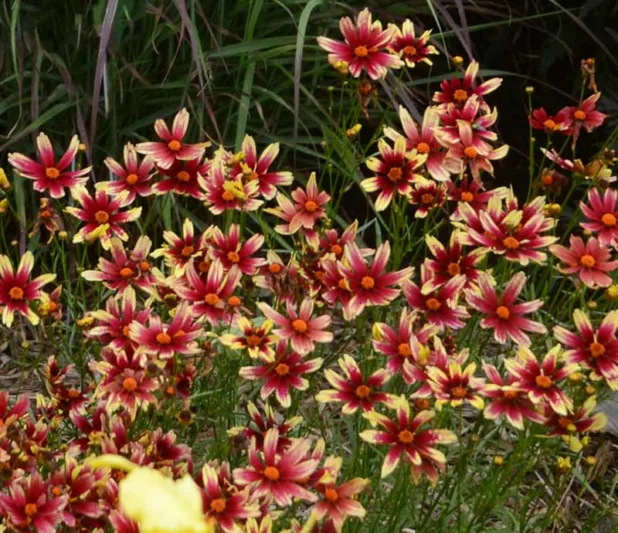 Coreopsis Red Chiffon, Tickseed Red Chiffon, Drought tolerant plants, dry soil plants, heat tolerant plants, humidity tolerant plants, Pink flowers, Pink coreopsis