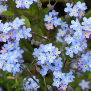 Wood Forget-Me-Not