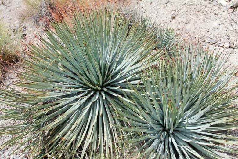 Yucca whipplei, Our Lord's Candle, Spanish Bayonet, Chaparral Yucca, Hesperoyucca whipplei, Yucca peninsularis, Drought tolerant Evergreen, Hardy succulent