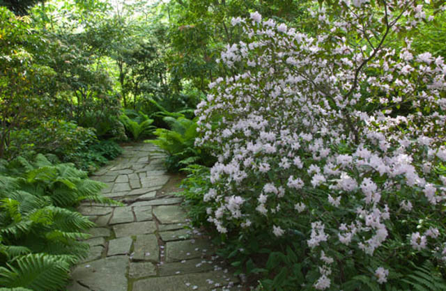 Rhododendron 'Windbeam', 'Windbeam' Rhododendron, 'Windbeam' Azalea, Deciduous Azalea, Early Midseason Azalea, Pink Azalea, Pink Rhododendron, Pink Flowering Shrub