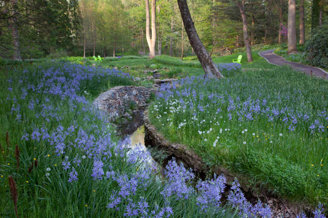 Camassia Leichtlinii 'Blue Danube' (Camass), Camassia leichtlinii subsp. suksdorfii 'Blauwe Donau', Camassia 'Blue Danube', Camass 'Blue Danube', Californian White Quamash 'Blue Danube', Large Camas 'Blue Danube', Wild Hyacinth 'Blue Danube', Spring Bulbs, Spring Flowers, Blue flowers, Late spring flowers, deer resistant flowers