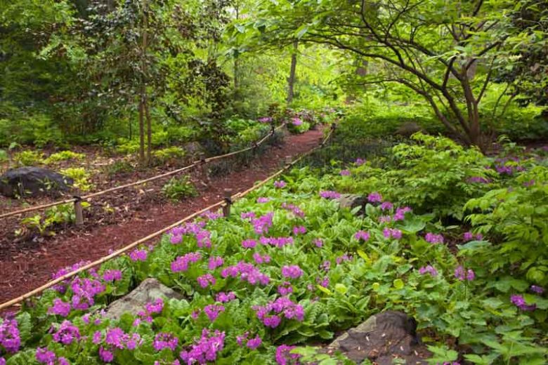 Primula sieboldii, Siebold Primrose, Cherry Blossom Primrose, Japanese Woodland Primrose, Primula saxatilis, Shade plants, shade perennial, Purple Primore, Purple Flowers, plants for shade, plants for wet soils