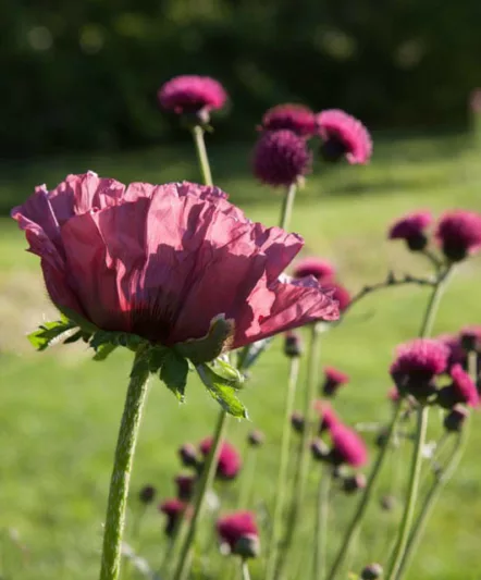 Cirsium Rivulare 'Atropurpureum' , Plume Thistle, Brook Thistle, perennial plant, perennial plants, red flowers, magenta flowers