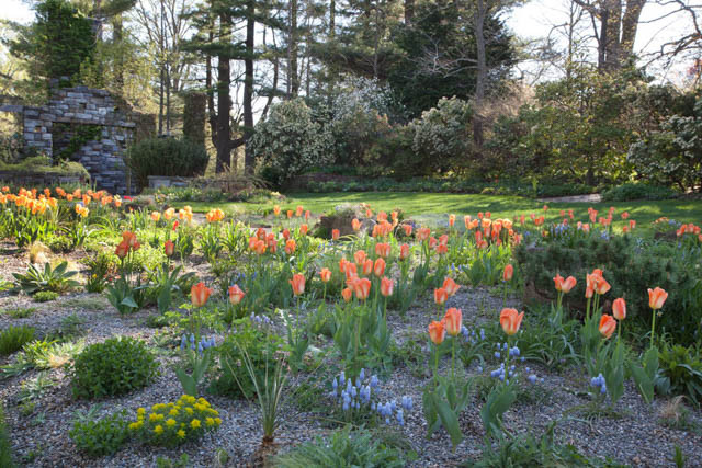 Muscari Valerie Finnis, Grape hyacinth Valerie Finnis, Muscari Armeniacum, Spring Bulbs, Spring Flowers, Blue spring bulbs, Blue flowers
