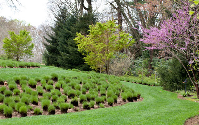 Sporobolus Heterolepis, Prairie Dropseed, Prairie Drop seed, Ornamental Grass