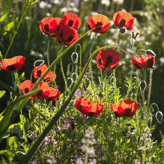 Papaver Commutatum 'Ladybird',Poppy 'Ladybird', Ladybug Poppy, 'Ladybird' Poppy, Red flowers