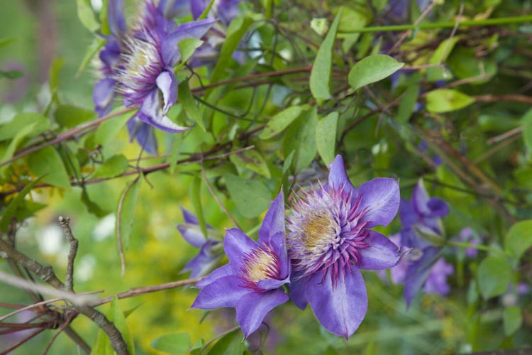 Clematis 'Diamantina', Large-Flowered Clematis 'Diamantina', Clematis 'Evipo039', group 2 clematis, Double clematis, Lavender clematis, Blue Clematis, Purple Clematis, Clematis Vine, Clematis Plant, Flower Vines, Clematis Flower, Clematis Pruning,