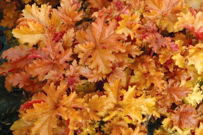 Heuchera 'Amber Waves', Alum Root 'Amber Waves', Coral Bells 'Amber Waves', Coral Flower 'Amber Waves'