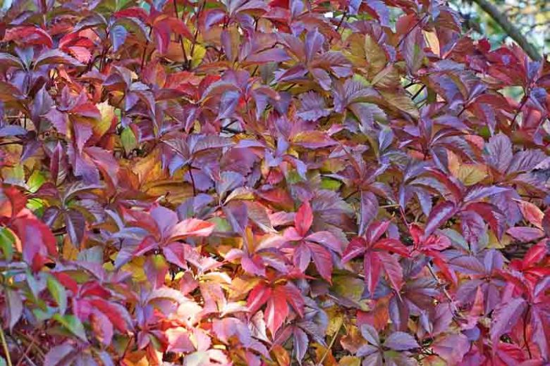 Parthenocissus henryana, Chinese Virginia Creeper, Silver-Vein Creeper, Ampelopsis henryana, Vitis henryana, Deciduous Vines, Red Vines