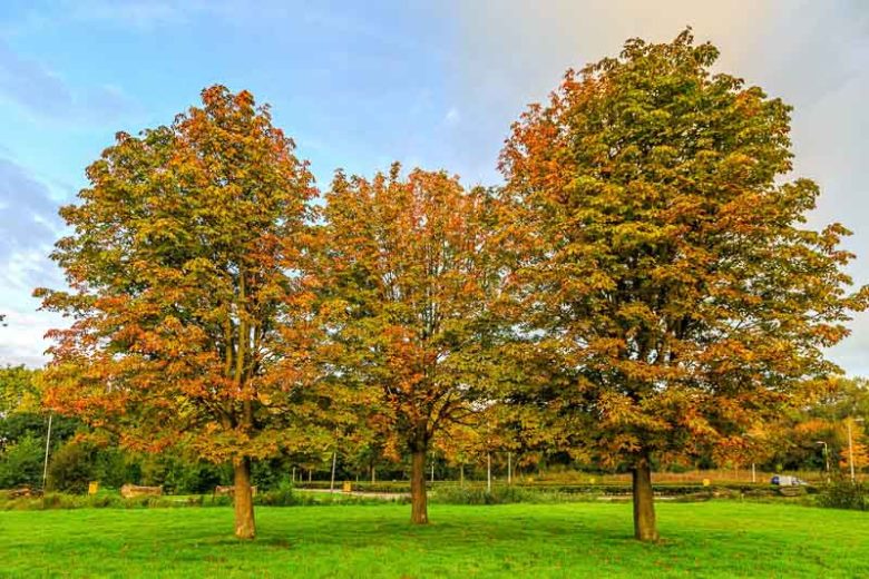 Aesculus hippocastanum, Horse Chestnut, Common Horse Chestnut, White Flowers, Chestnut