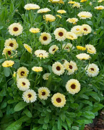Calendula  Princess', Pot Marigold Princess, English Marigold  Princess, Yellow Calendula, Yellow Pot Marigold, Yellow Marigold, White Calendula, White Pot Marigold, White Marigold