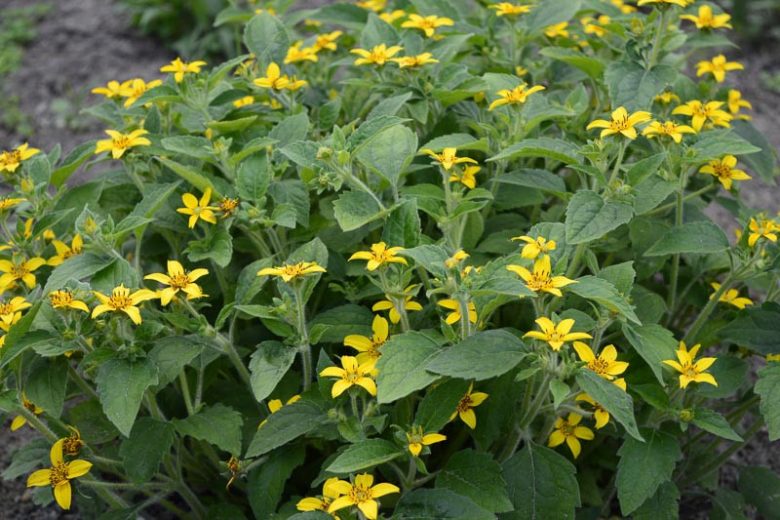Chrysogonum virginianum, Green And Gold, Green-and-gold, Gold Star, Golden Knee, Shade Plant