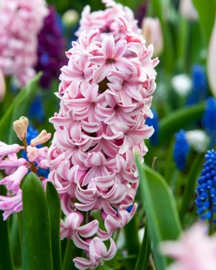 Hyacinthus Orientalis 'Fondant', Hyacinth 'Fondant', Dutch Hyacinth, Hyacinthus Orientalis, Common Hyacinth, Spring Bulbs, Spring Flowers, pink hyacinth,early spring bloomer, mid spring flower