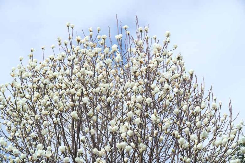 Magnolia denudata, Yulan Magnolia, Lily Tree, Lilytree, Naked Magnolia, Slender Magnolia, White magnolia, Winter flowers, Spring flowers, White flowers, fragrant trees, fragrant flowers