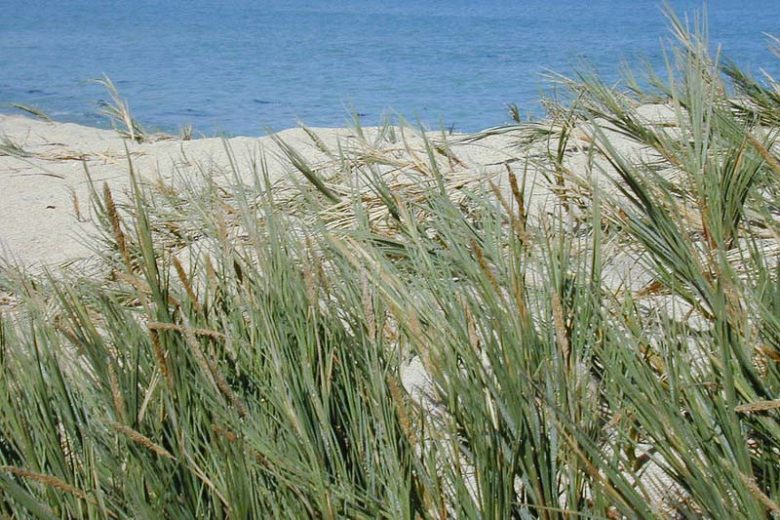 Sporobolus virginicus, Seashore Dropseed, Beach Dropseed, Seashore Rushgrass, Coastal Dropseed, Agrostis virginica, Ornamental Grass, Florida Native Grass
