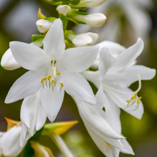Hosta Royal Crest, Plantain Lily Royal Crest, Royal Crest Hosta', Green Hosta, Shade perennials, Plants for shade