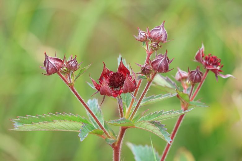 Potentilla palustris, Marsh Cinquefoil, Bog Strawberry, Cowberry Meadow Nut, Purple Marsh Locks, Purple Marshwort, Purplewort, Comarum palustre, Purple Potentilla, Purple Flowers