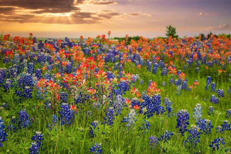Lupinus texensis, Texas Bluebonnet, Bluebonnet, Texas Lupine, Buffalo Clover, Wolf Flower, Blue Flowers, Blue Annual