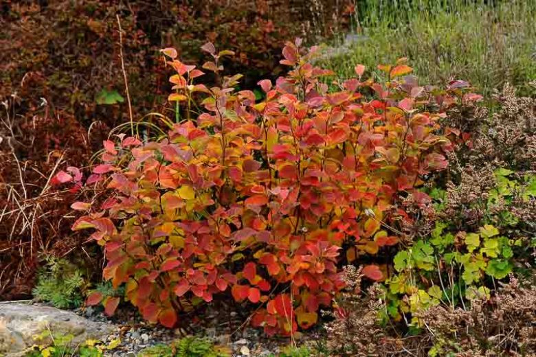 Fothergilla Gardenii, Dwarf Fothergilla, Coastal Fothergilla, Dwarf Alder, Witch Alder, Fragrant shrub, Fall color