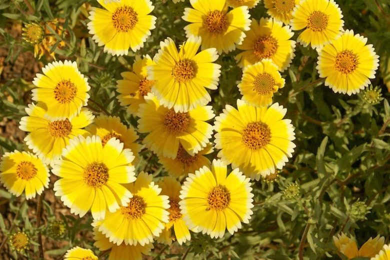 Layia platyglossa, Coastal Tidytips, Common Tidy Tips, Yellow Flowers, Bicolor Flowers, Drought tolerant flowers, Salt tolerant flowers