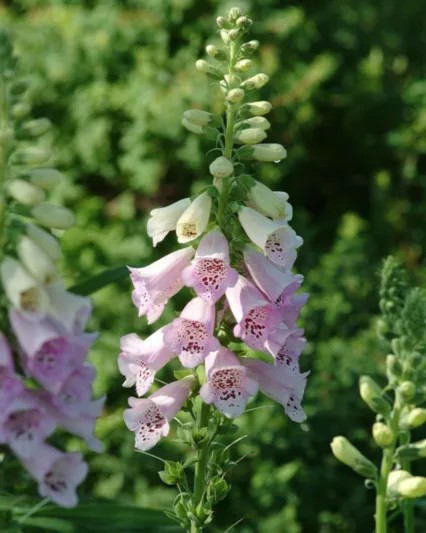 Digitalis Purpurea Camelot Lavender, Common Foxglove Camelot Lavender, Camelot Lavender Foxglove, Foxglove Camelot Lavender, Lady's Glove Camelot Lavender, Lavender floxglove